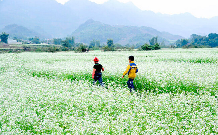 Blooming white rapeseed flowers add allures to Moc Chau plateau