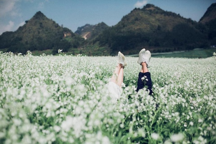 Blooming white rapeseed flowers add allures to Moc Chau plateau