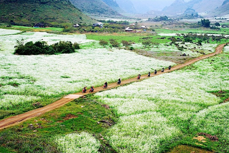 Blooming white rapeseed flowers add allures to Moc Chau plateau