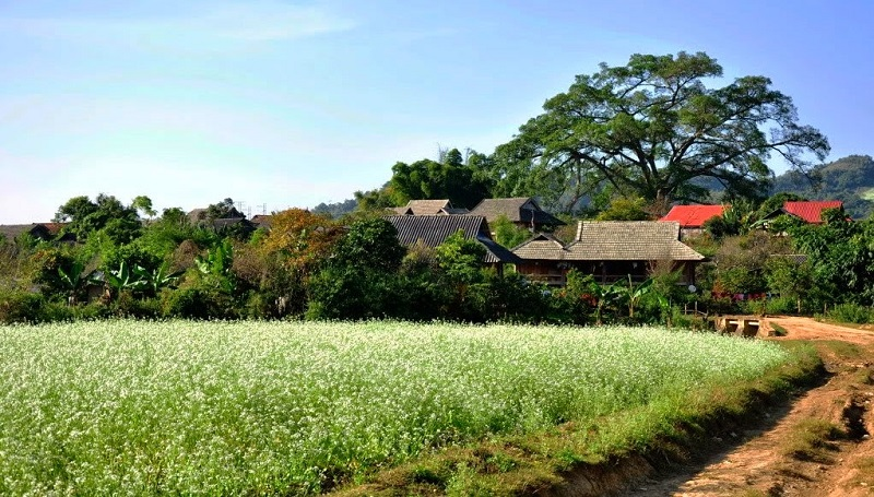 Blooming white rapeseed flowers add allures to Moc Chau plateau blooming white rapeseed flowers add allures to moc chau plateau