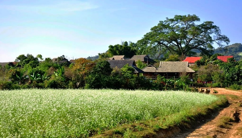 Blooming white rapeseed flowers add allures to Moc Chau plateau