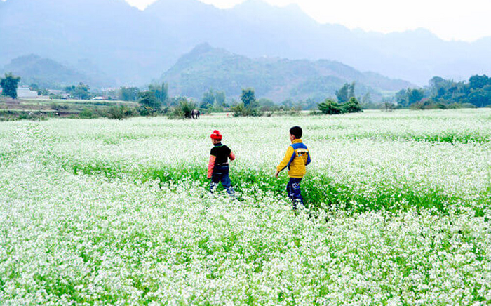 blooming white rapeseed flowers add allures to moc chau plateau