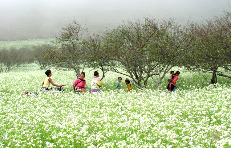 Blooming white rapeseed flowers add allures to Moc Chau plateau