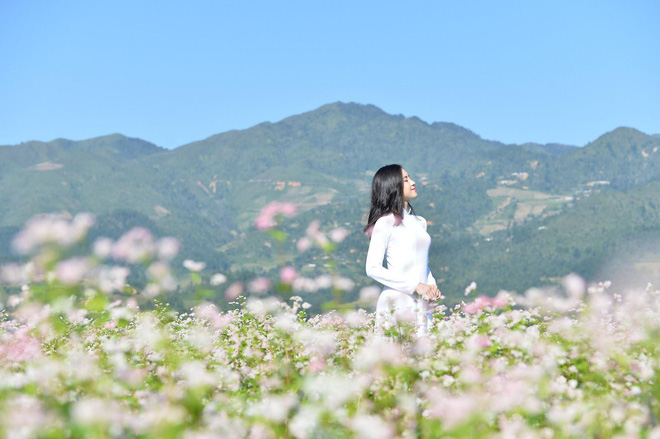 Ideal places to admire buckwheat flowers in northern Vietnam