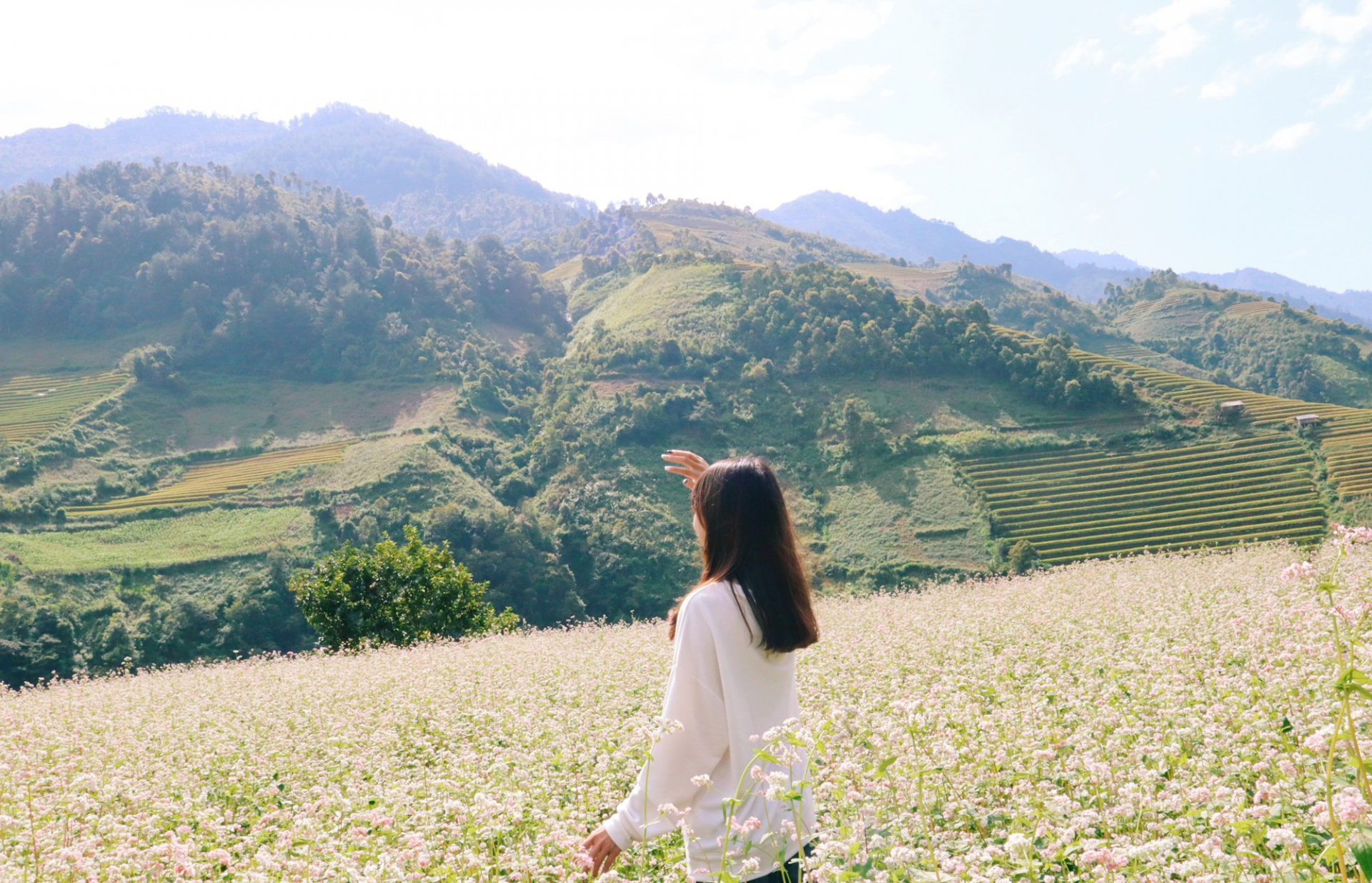 Ideal places to admire buckwheat flowers in northern Vietnam