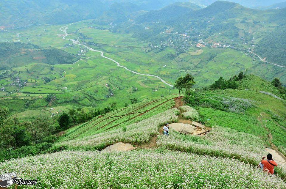 Ideal places to admire buckwheat flowers in northern Vietnam