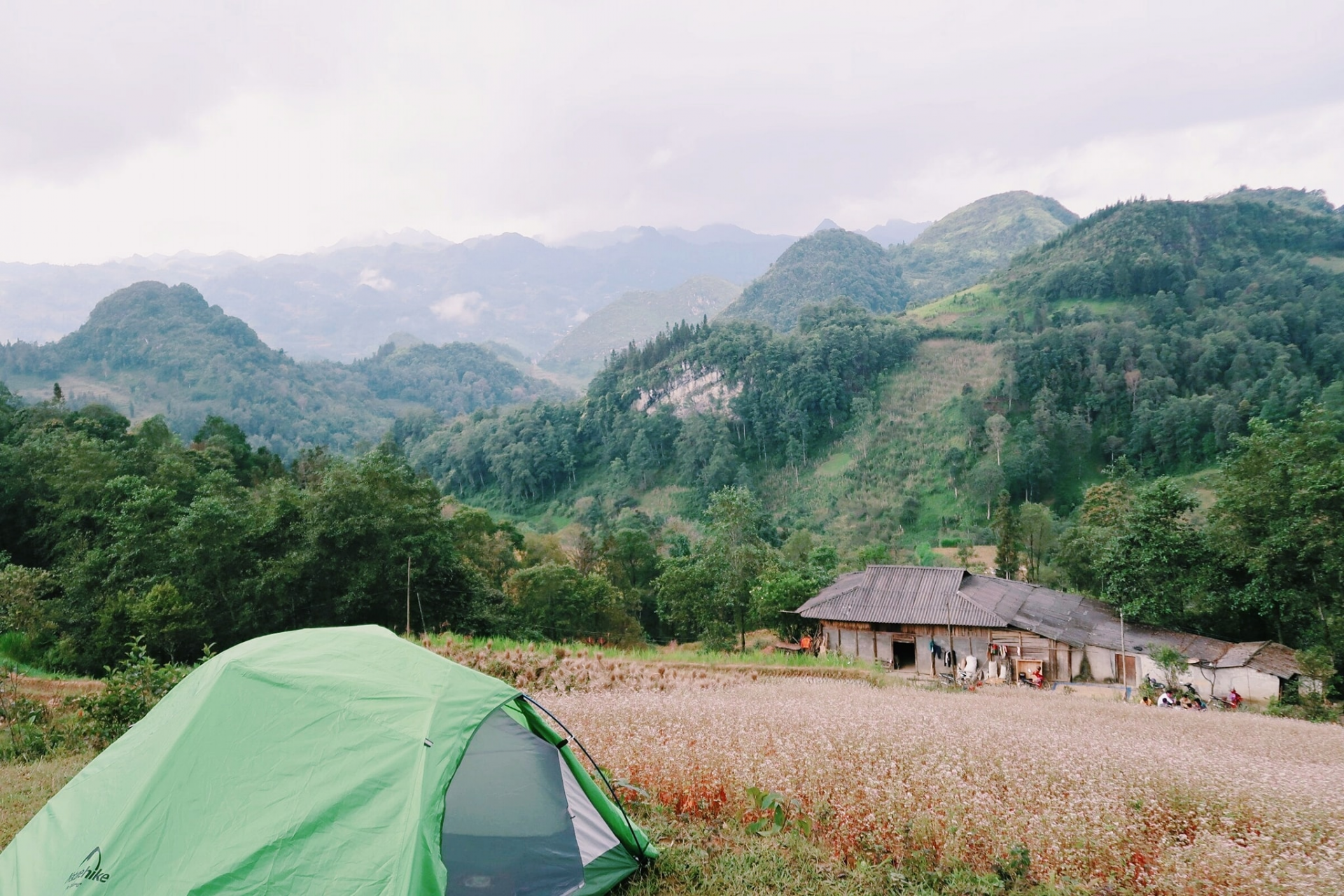 Ideal places to admire buckwheat flowers in northern Vietnam