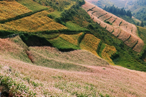 Ideal places to admire buckwheat flowers in northern Vietnam