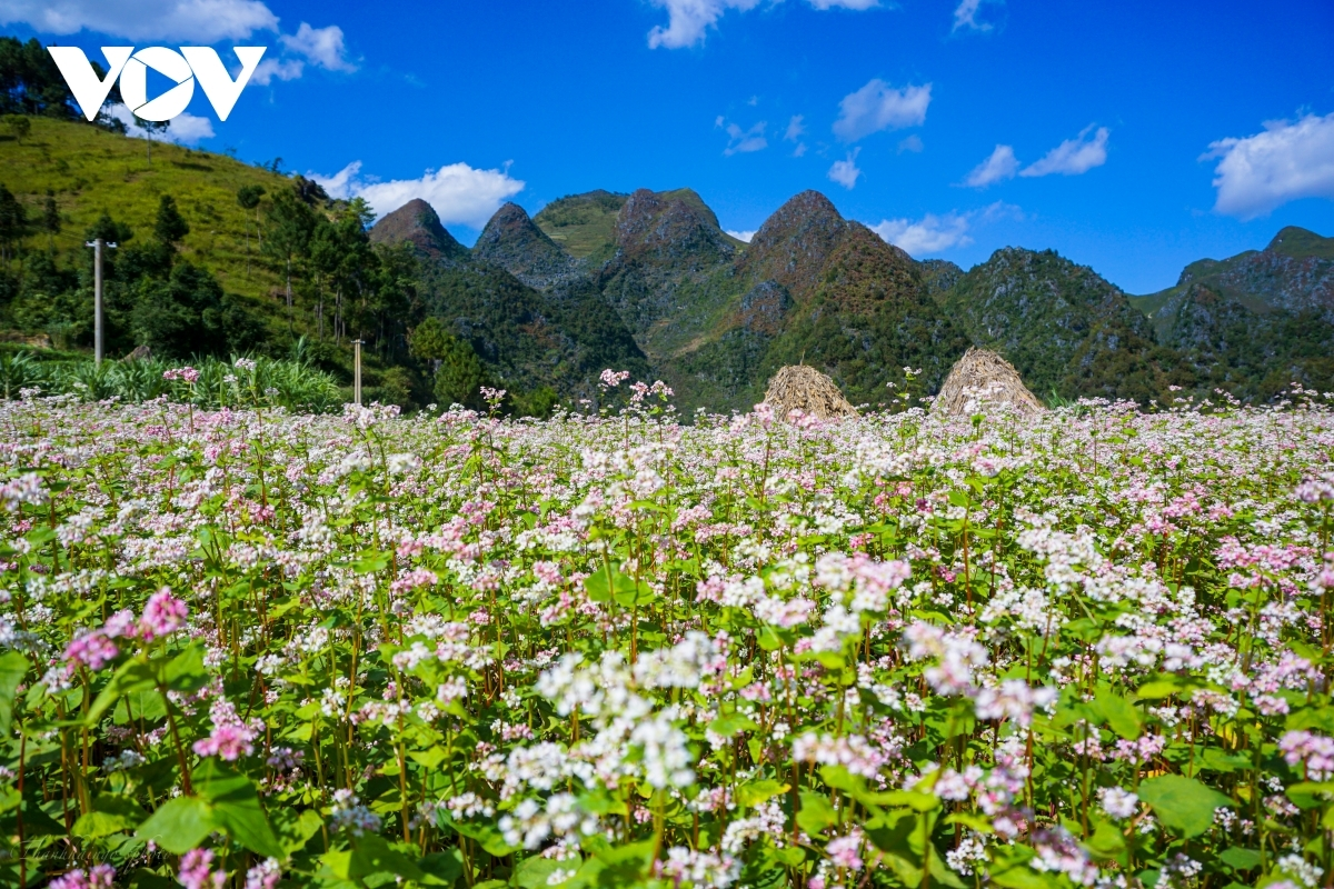 Ideal places to admire buckwheat flowers in northern Vietnam