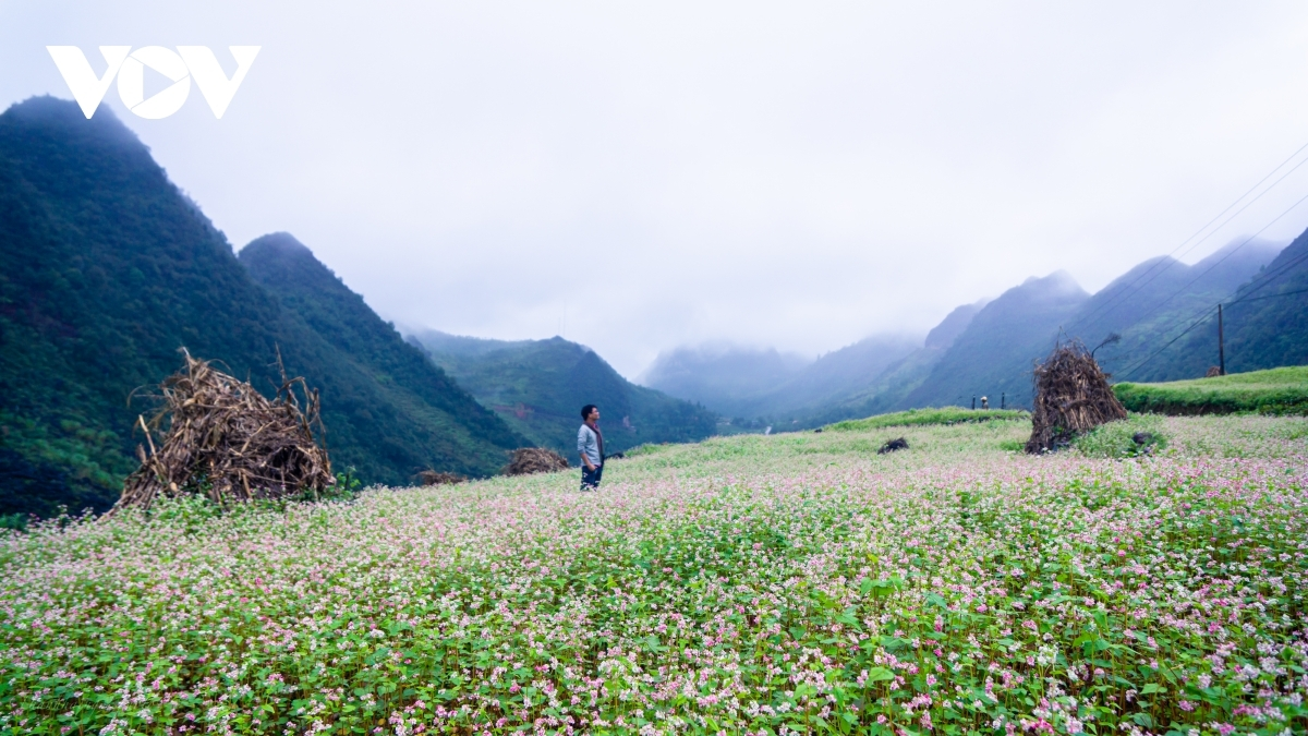 Ideal places to admire buckwheat flowers in northern Vietnam