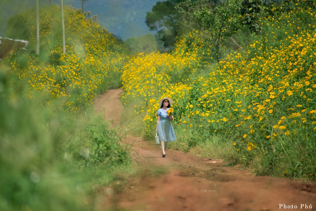 Ravishing flower seasons in Da Lat in November