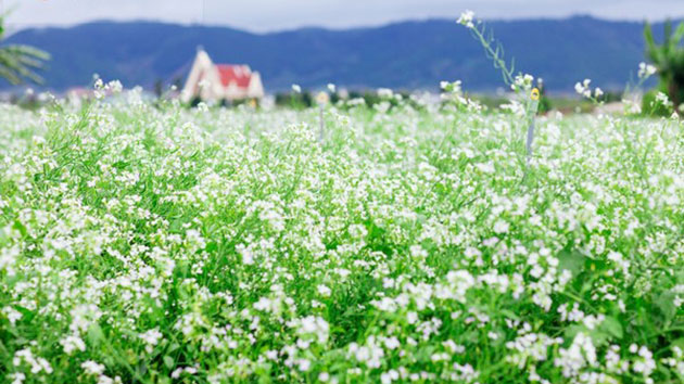 Ravishing flower seasons in Da Lat in November