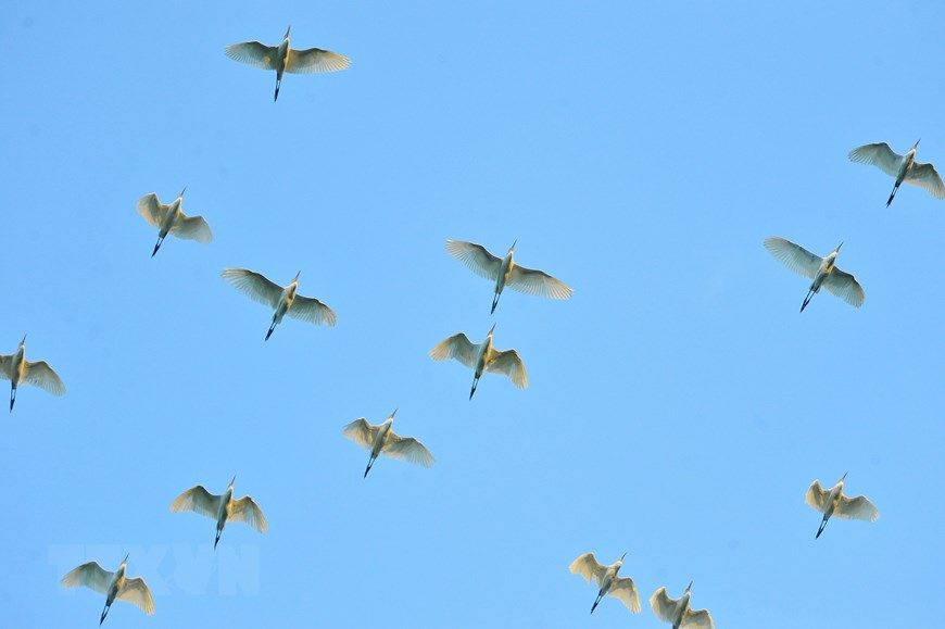 Thung Nham Bird Park, an attractive ecotourism site in Northern Vietnam