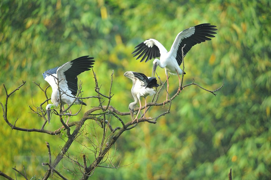Thung Nham Bird Park, an attractive ecotourism site in Northern Vietnam