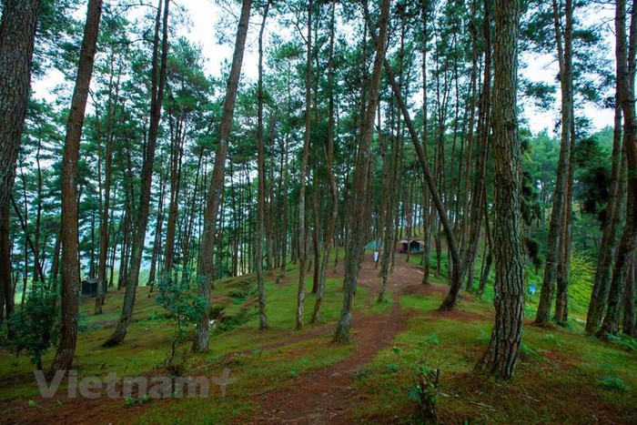 Yen Minh pine forest, “miniature Da Lat” on the rocky plateau