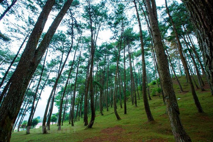 Yen Minh pine forest, “miniature Da Lat” on the rocky plateau