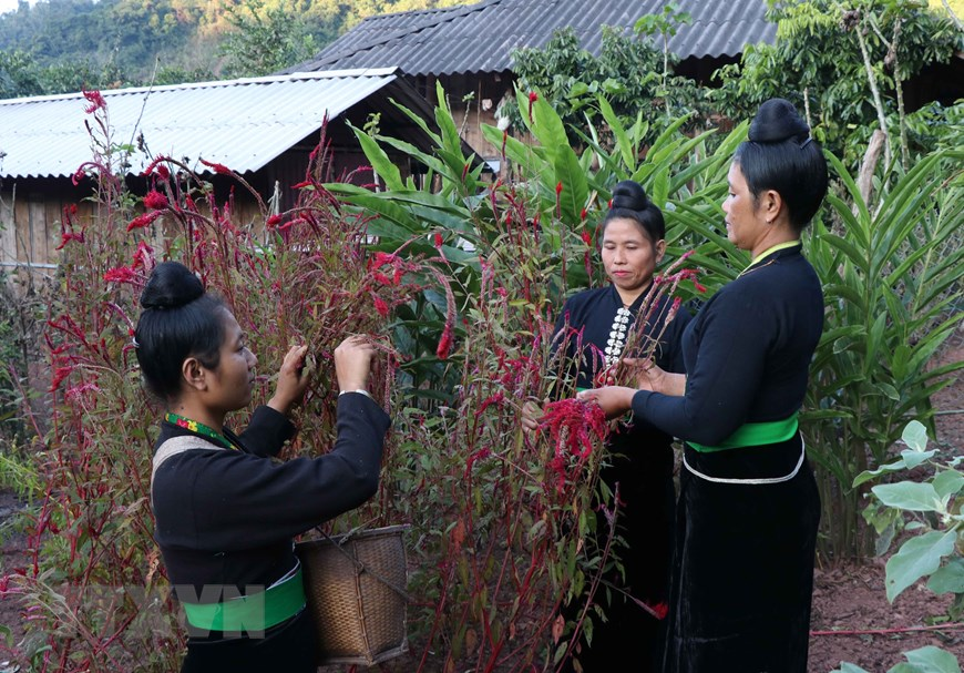 unique cockscomb flower tet festival of cong ethnic people