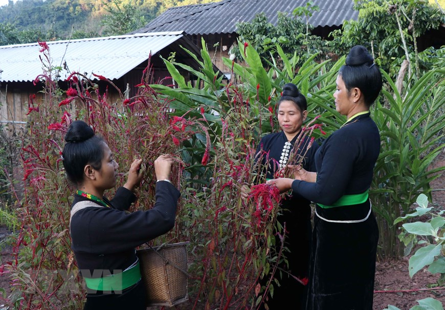 Unique cockscomb flower Tet festival of Cong ethnic people