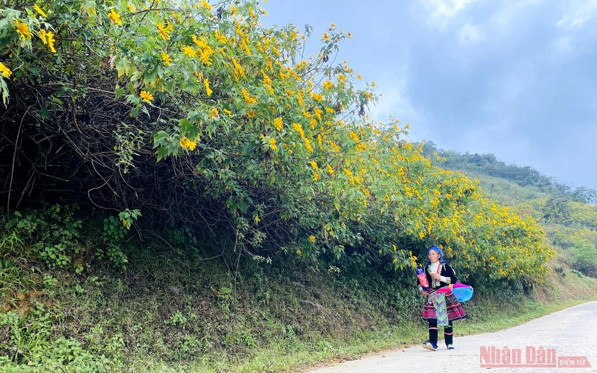 Sin Suoi Ho village dyed in yellow with Mexican sunflowers