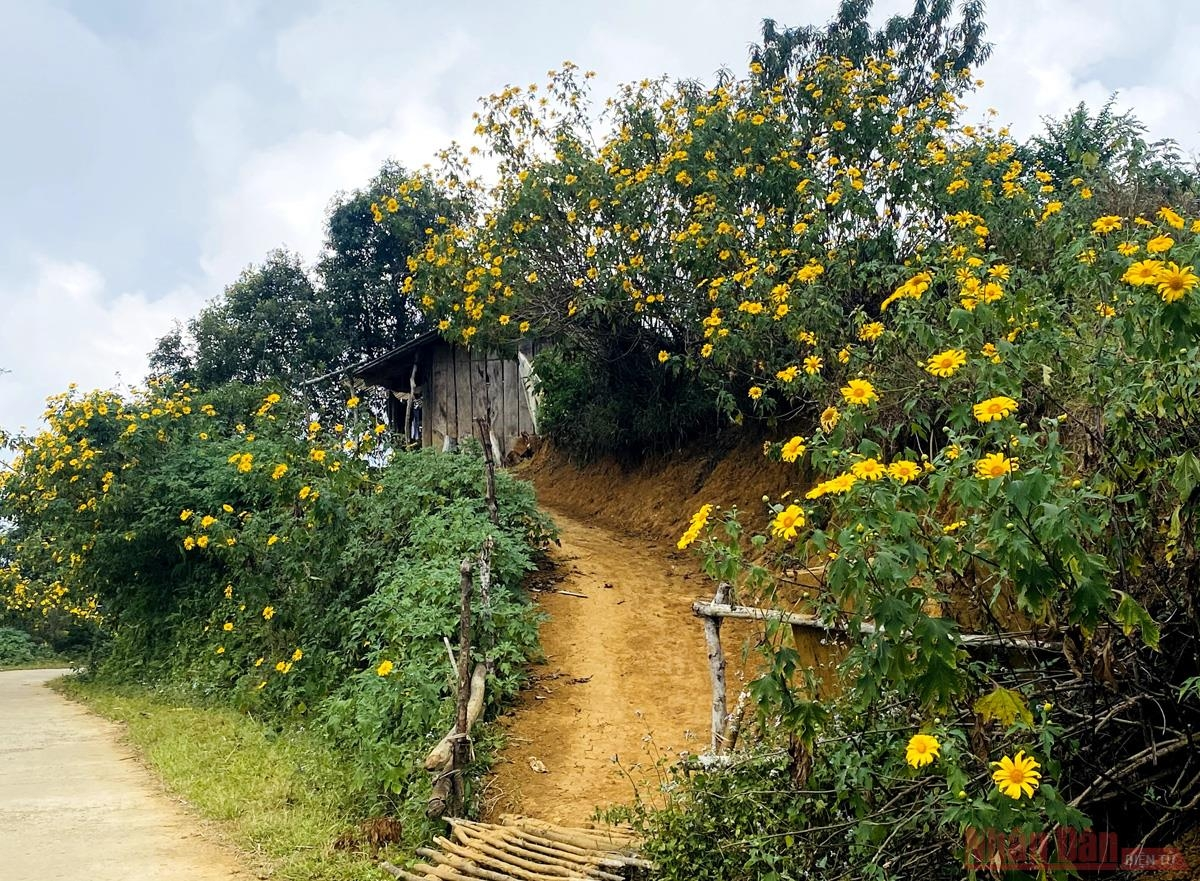 Sin Suoi Ho village dyed in yellow with Mexican sunflowers