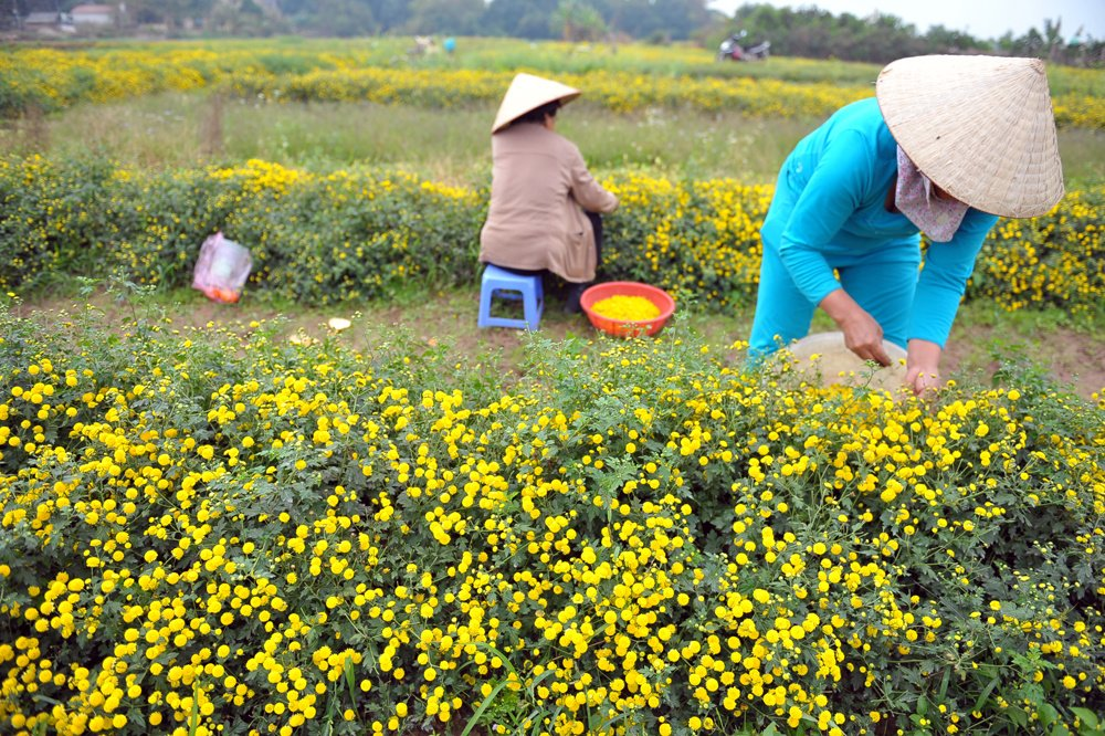 In photos: Blooming daisy season in Hung Yen