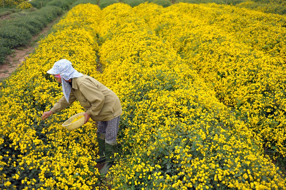 In photos: Blooming daisy season dyes yellow the crops in Hung Yen