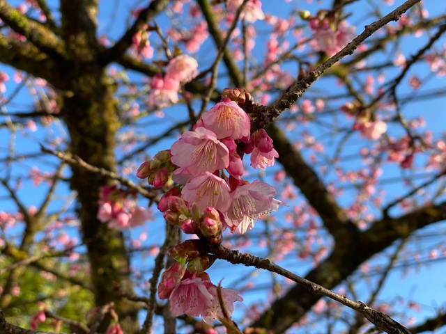 Blooming cherry blossoms adds allure to beauty of Sa Pa