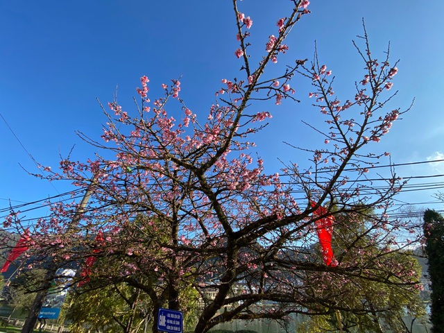 Blooming cherry blossoms adds allure to beauty of Sa Pa