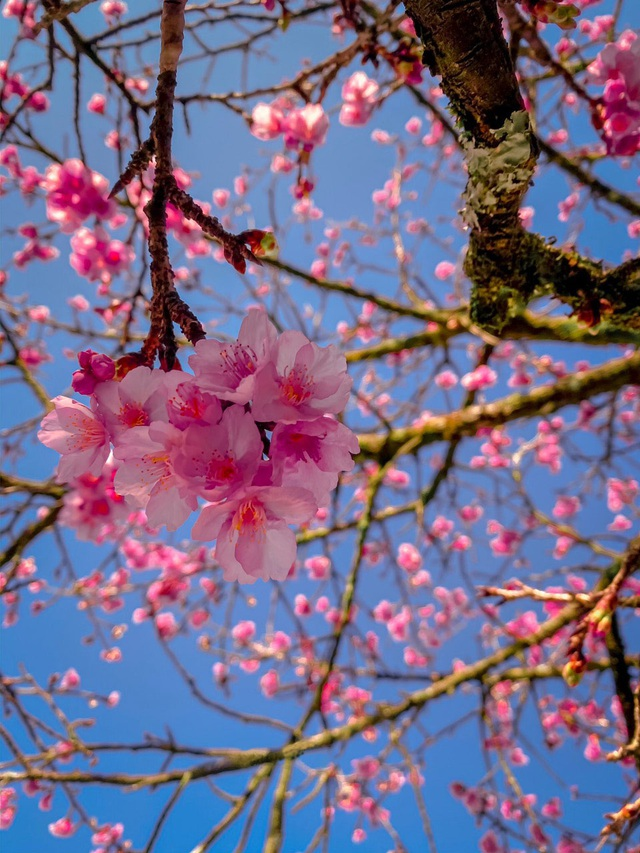 Blooming cherry blossoms adds allure to beauty of Sa Pa