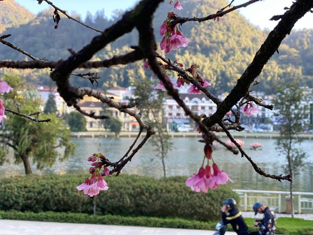 Blooming cherry blossoms adds allure to beauty of Sa Pa