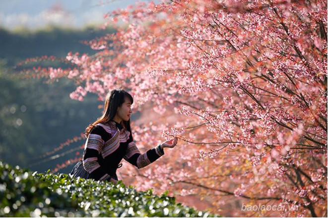 Blooming cherry blossoms adds allure to beauty of Sa Pa | Vietnam Times