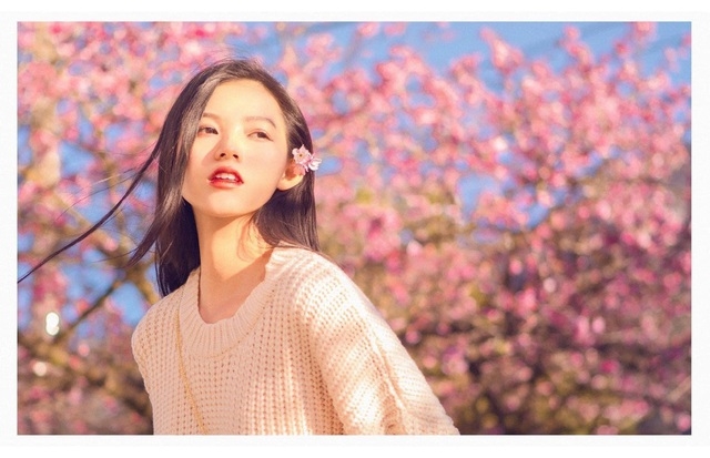 blooming cherry blossoms adds allure to beauty of sa pa