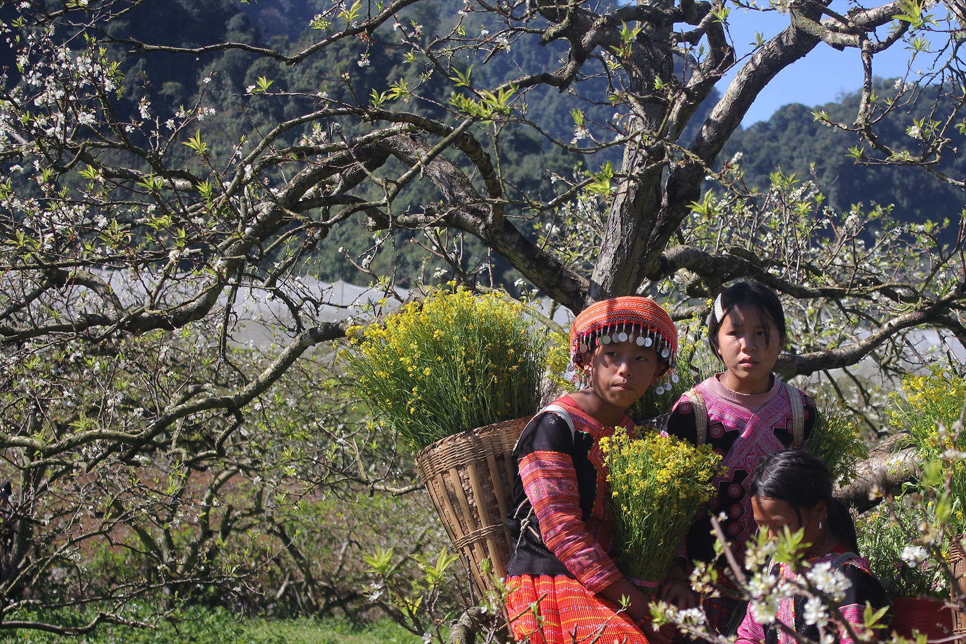 recommended two day itinerary to admire plum blossoms in moc chau