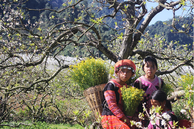 Five ideal places to admire plum blossoms in Moc Chau