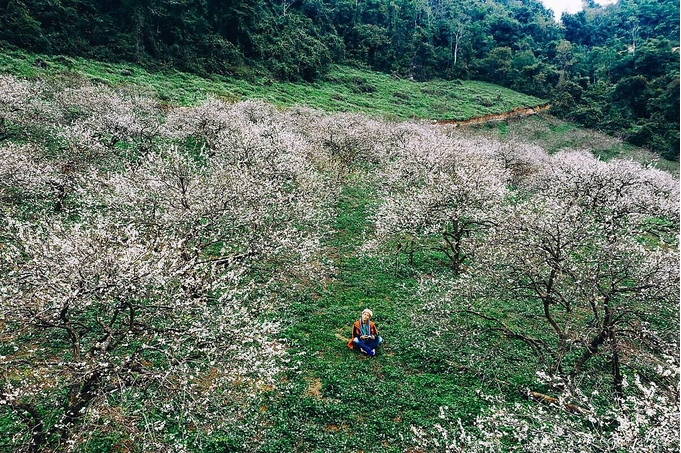 Five ideal places to admire plum blossoms in Moc Chau