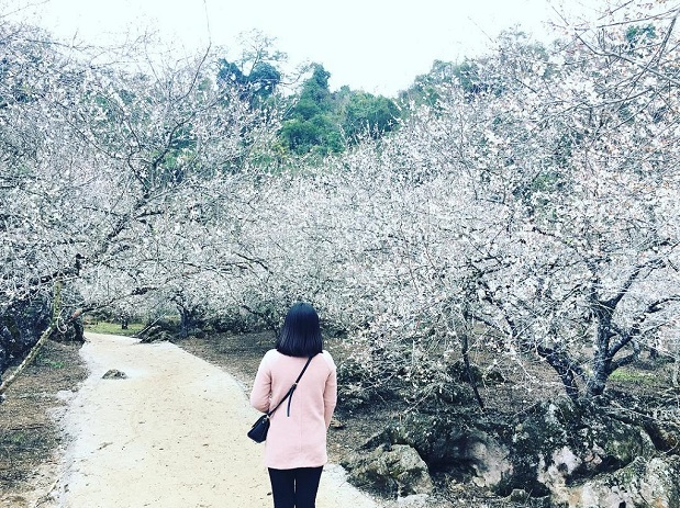 Five ideal places to admire plum blossoms in Moc Chau