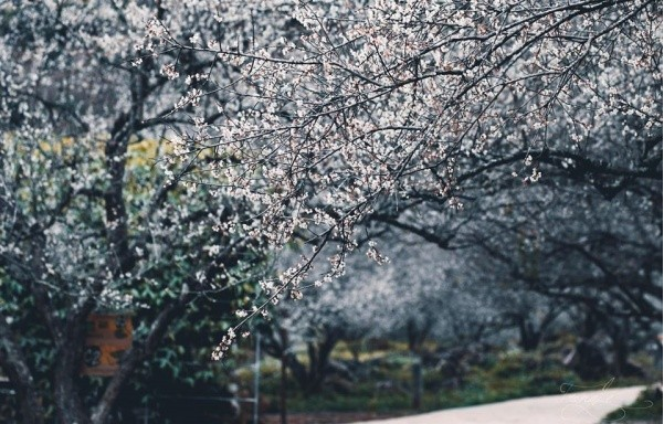 Five ideal places to admire plum blossoms in Moc Chau