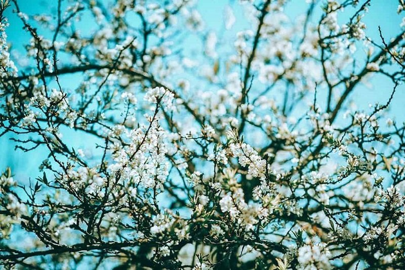 Five ideal places to admire plum blossoms in Moc Chau