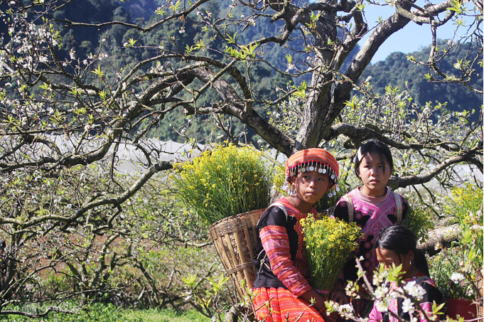 five ideal places to admire plum blossoms in moc chau