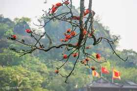 blossoming ablaze red bombax ceiba paints thay pagoda a highlighted sketch