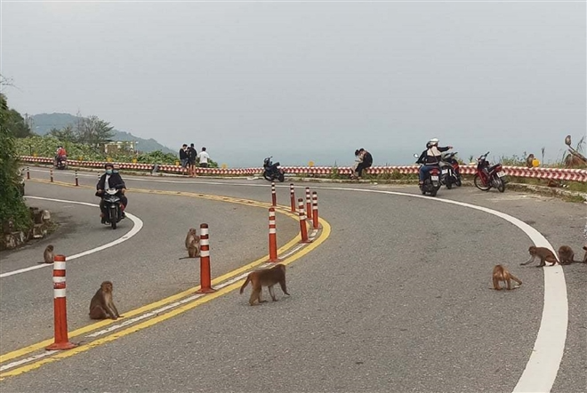 Hundred of hungry monkeys brawling for foods on mountain pass in Danang