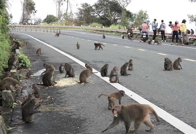Hundred of hungry monkeys brawling for foods on mountain pass in Danang