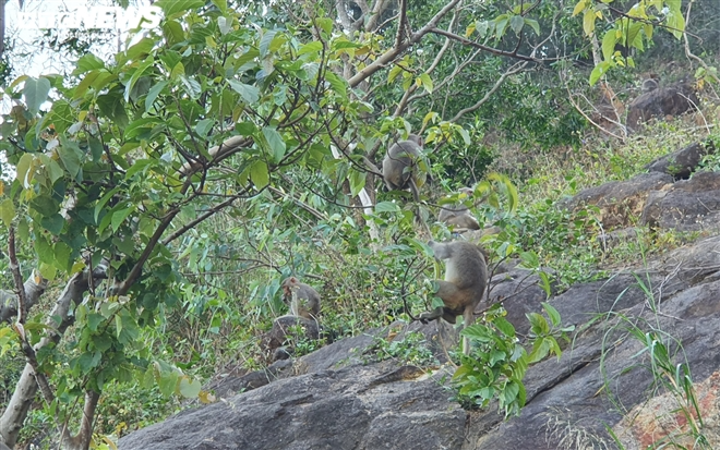 Hundred of hungry monkeys brawling for foods on mountain pass in Danang