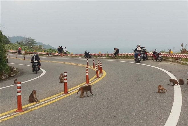 hundred of hungry monkeys brawling for foods on mountain pass in danang