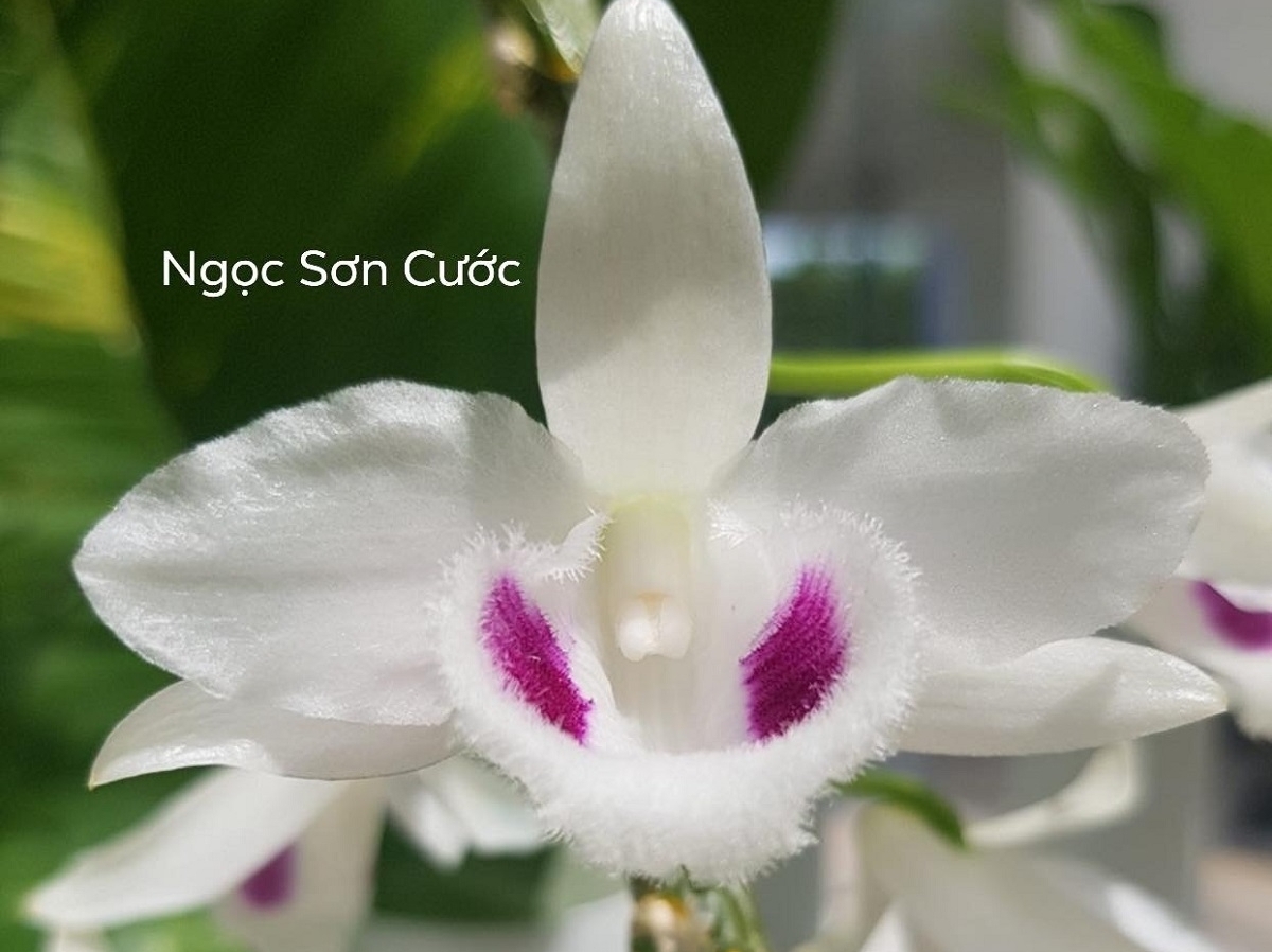 speculations around vietnamese mutant orchid sold for us 11 million