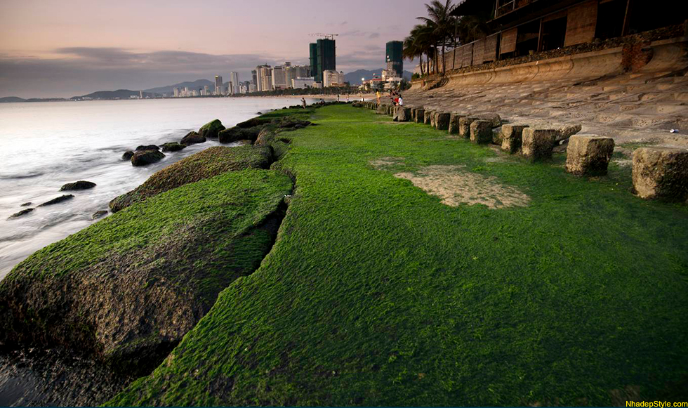 sea wall covered with forest green moss making a touristic scene in nha trang