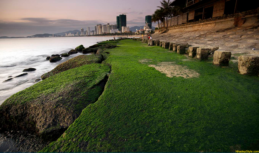 Sea wall covered with forest green moss making a touristic scene in Nha Trang