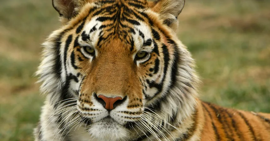 Tiger detected positive for coronavirus in the US, raising queries about transmission in animals