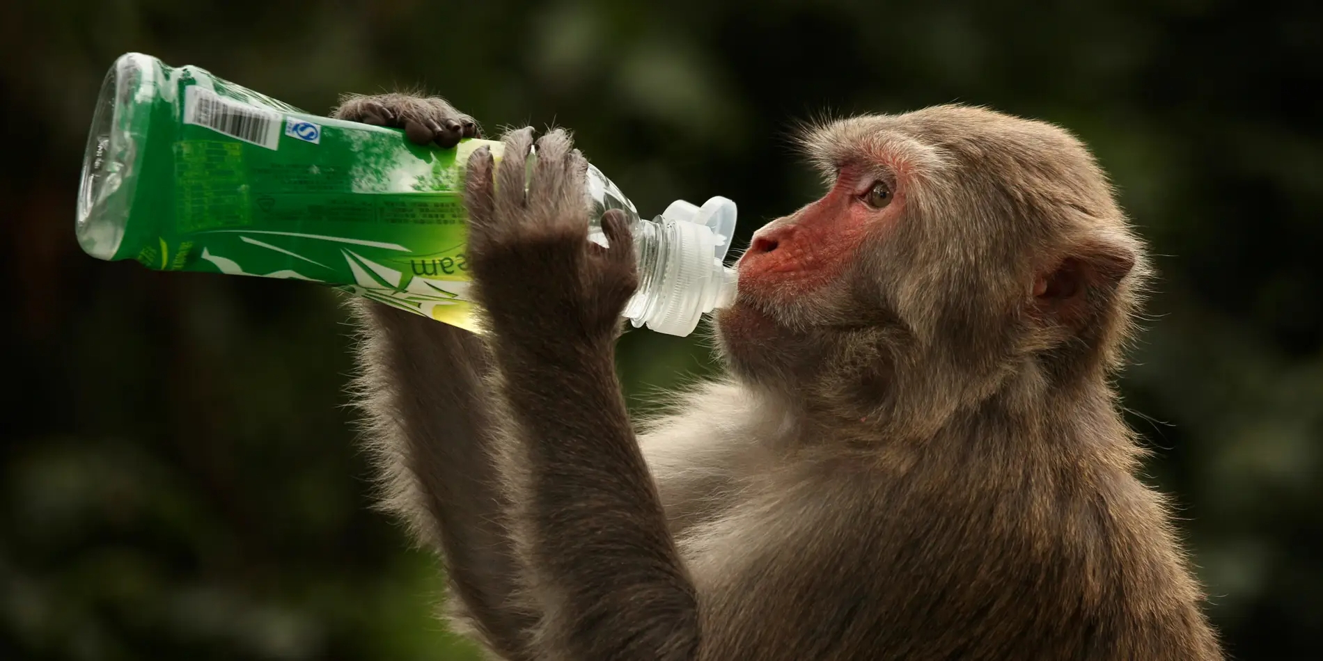 Oxford-developed vaccine appears to shield monkey from coronavirus infection