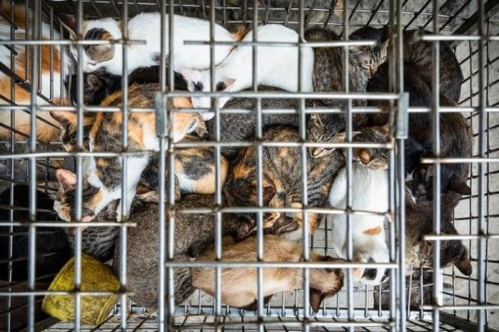 acpa calls on vietnam to ban dog and cat meat trade